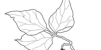 rosnąca fasola kolorowanka do drukowania