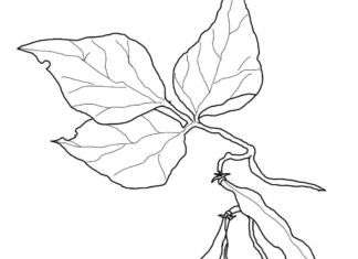 rosnąca fasola kolorowanka do drukowania