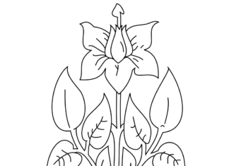 rosnące kartofle kolorowanka do drukowania