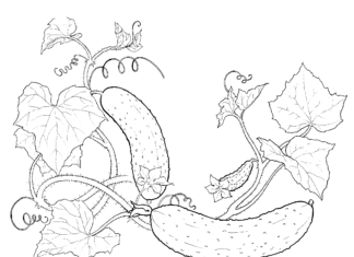 rosnące ogórki kolorowanka do drukowania