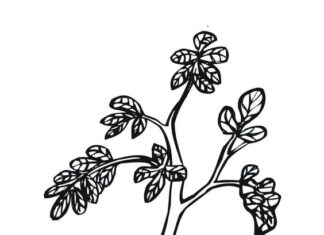 rosnące ziemniaki kolorowanka do drukowania