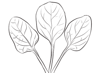rosnący szpinak kolorowanka do drukowania