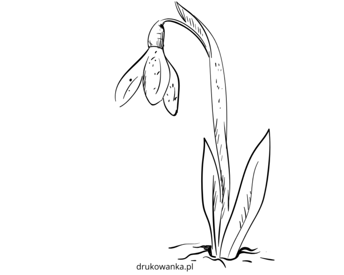 rozkwitająca śnieżyczka kolorowanka do drukowania