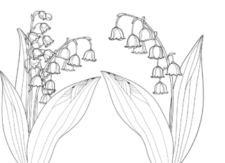 rozkwitające konwalie kolorowanka do drukowania