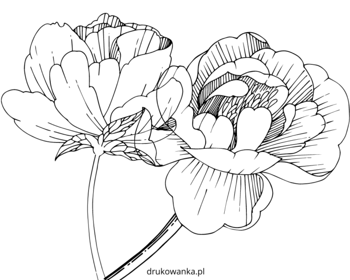 rozkwitające piwonie kolorowanka do drukowania