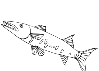 Ryba barakuda ryba barakuda kolorowanka do drukowania