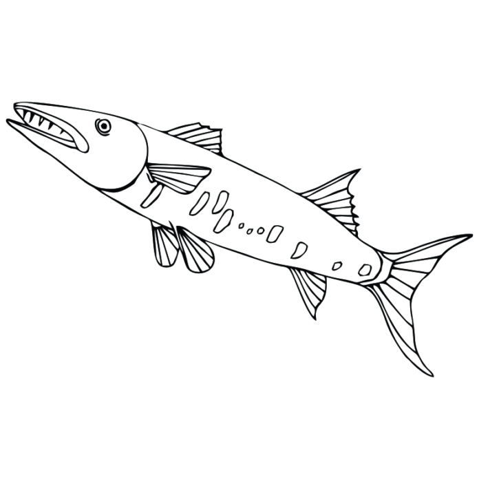 ryba barakuda kolorowanka do drukowania