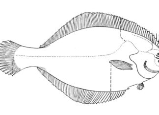 Ryba flądra ryba flądra kolorowanka do drukowania