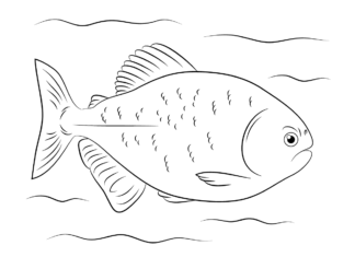 Ryba pirania ryba pirania kolorowanka do drukowania