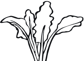 rzepa kolorowanka do drukowania