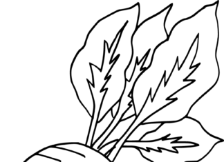 rzodkiewka kolorowanka do drukowania