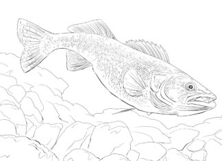 Sandacz pod wodą sandacz pod wodą kolorowanka do drukowania