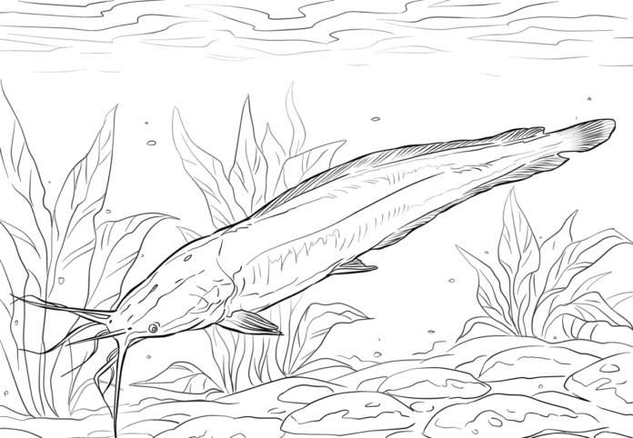 sum na dnie jeziora kolorowanka do drukowania