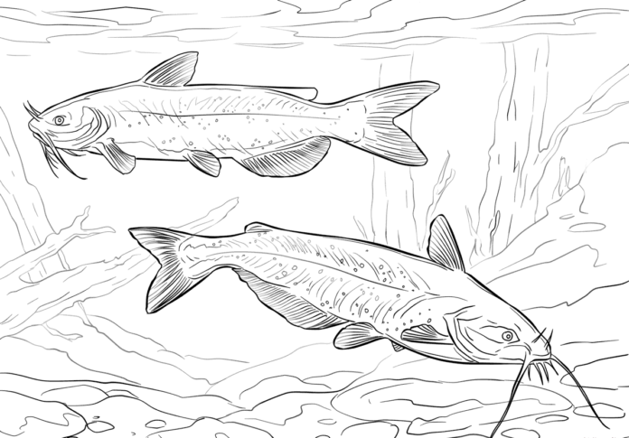 sumy żerujące pod wodą kolorowanka do drukowania