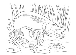 Szczupak pod wodą szczupak pod wodą kolorowanka do drukowania
