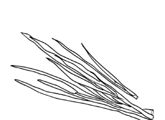 szczypior kolorowanka do drukowania