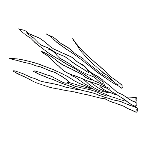 szczypior kolorowanka do drukowania