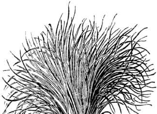 szczypiorek kolorowanka do drukowania