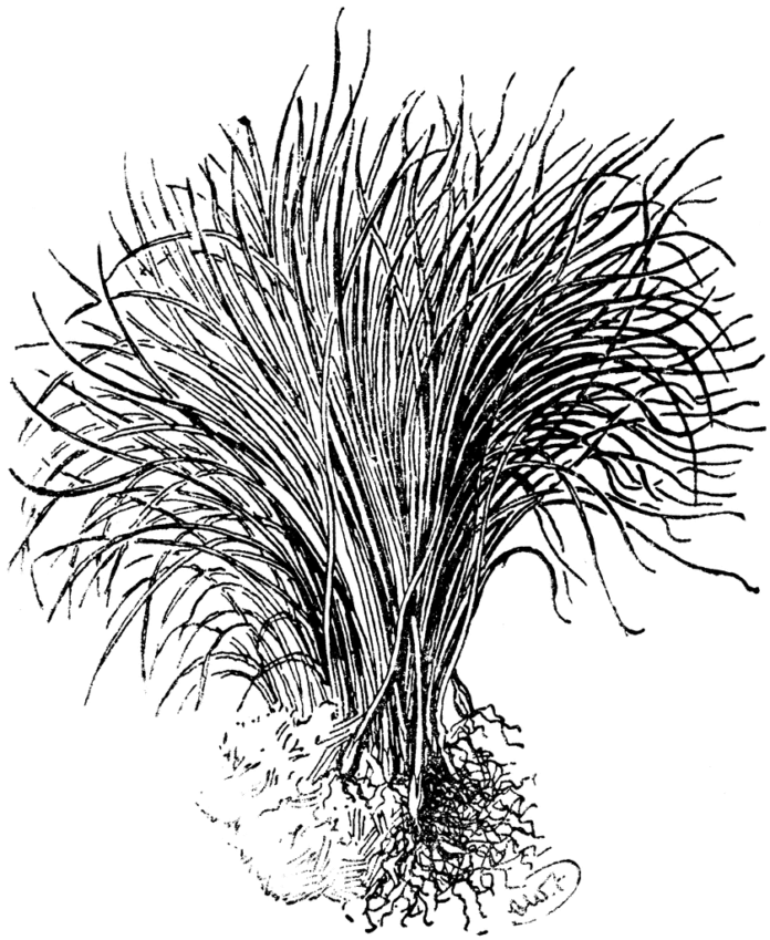 szczypiorek kolorowanka do drukowania