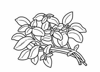 zioła rysunek obrazek do drukowania