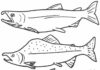 Łososie łososie kolorowanka do drukowania