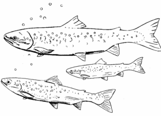 łososie w stadzie kolorowanka do drukowania