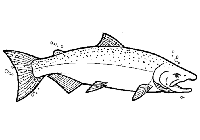 łosoś pod wodą kolorowanka do drukowania