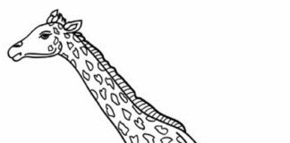 Wędrująca żyrafa żyrafa kolorowanka obrazek do drukowania
