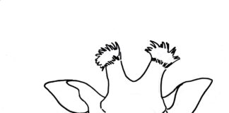 Głowa żyrafy żyrafa kolorowanka obrazek do drukowania