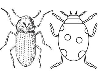biedronka i żuk kolorowanka do drukowania