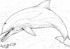 Delfin goni małe rybki delfin goni małe rybki kolorowanka do drukowania