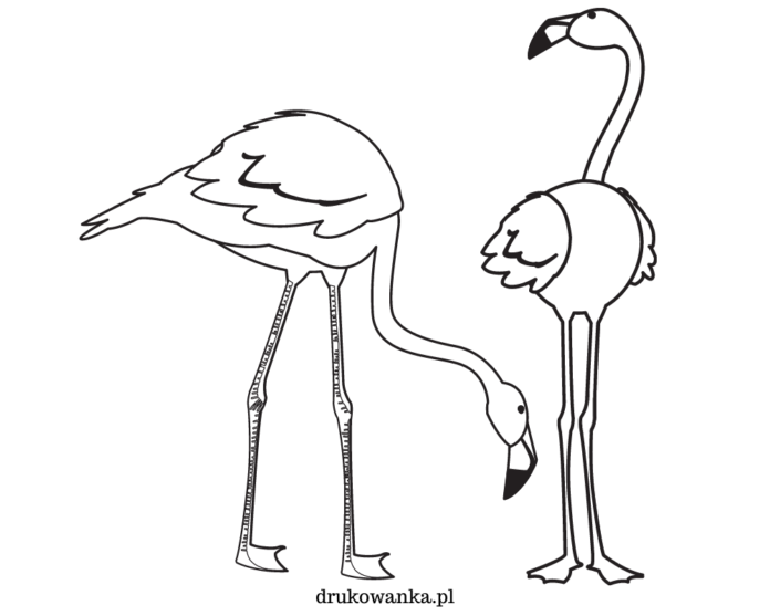 dwa duże flamingi kolorowanka do drukowania