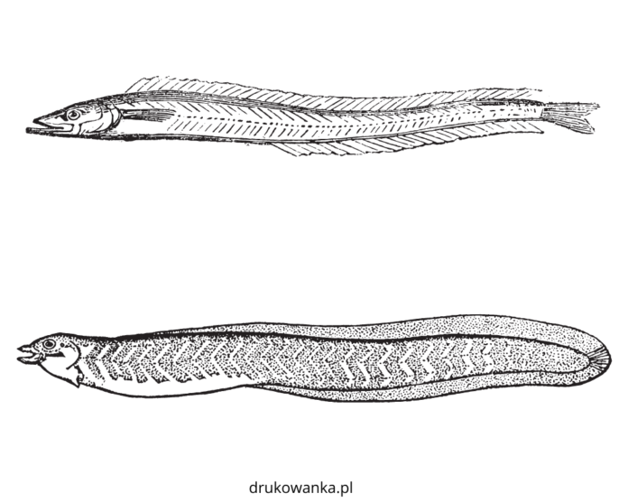 dwa pływające węgorze kolorowanka do drukowania