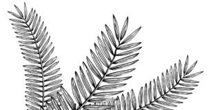 Gałąź świerka gałąź świerka kolorowanka do drukowania