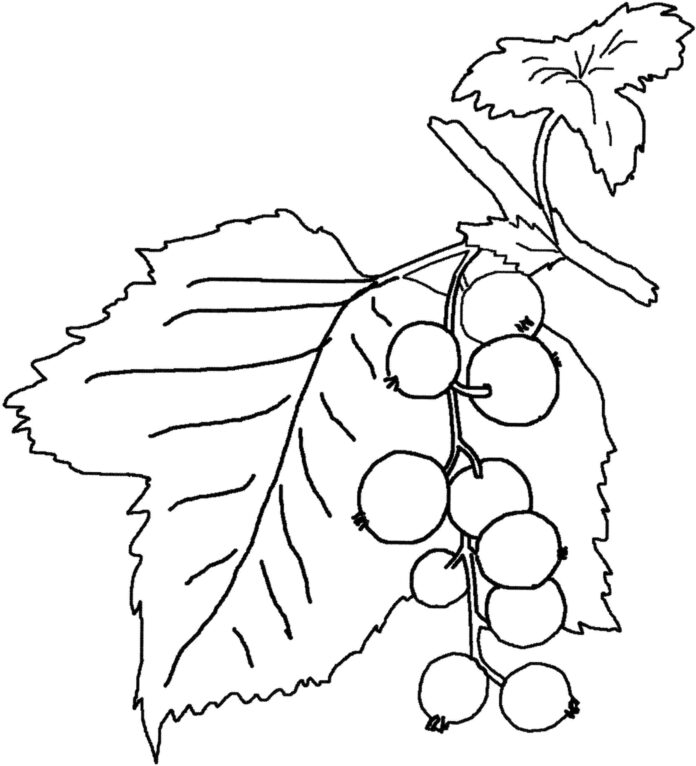 jagody na gałęźi kolorowanka do drukowania