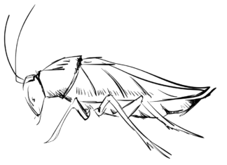 karaluch nielubiany owad kolorowanka do drukowania