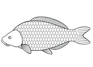 karp królewski kolorowanka do drukowania