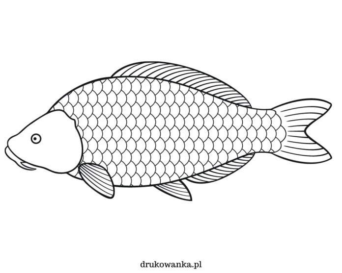 karp królewski kolorowanka do drukowania