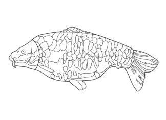 karp pełnołuski kolorowanka do drukowania