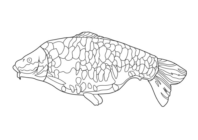 karp pełnołuski kolorowanka do drukowania