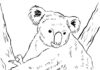 Koala na drzewie koala na drzewie kolorowanka do drukowania