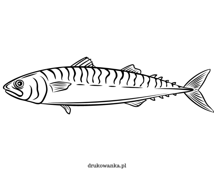 makrela szkic kolorowanka do drukowania