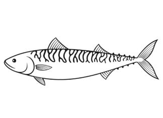 makrela z długim ogonem kolorowanka do drukowania