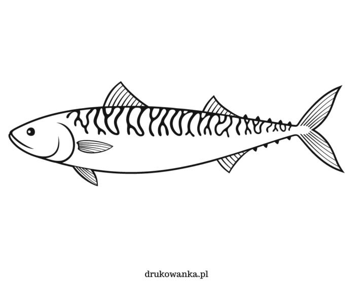makrela z długim ogonem kolorowanka do drukowania