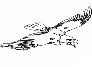 orzeł w locie kolorowanka do drukowania