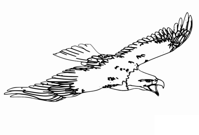 orzeł w locie kolorowanka do drukowania