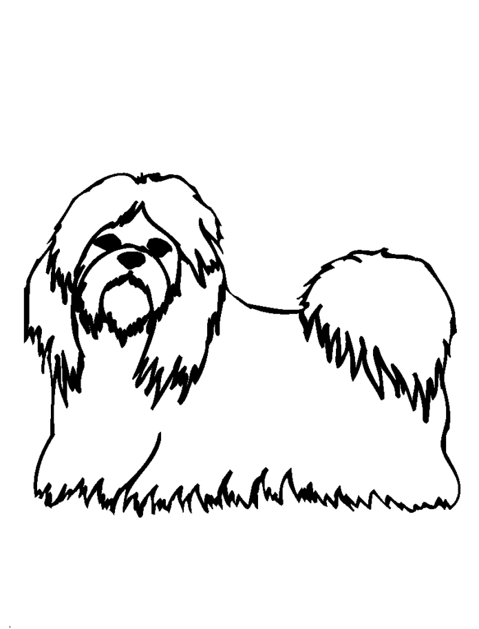 pies rasy shih tzu kolorowanka do drukowania