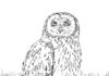 Polna sowa płomykówka polna sowa płomykówka kolorowanka do drukowania