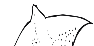 Płaszczka z długim ogonem płaszczka z długim ogonem kolorowanka do drukowania