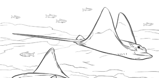 Pływające płaszczki pływające płaszczki kolorowanka do drukowania